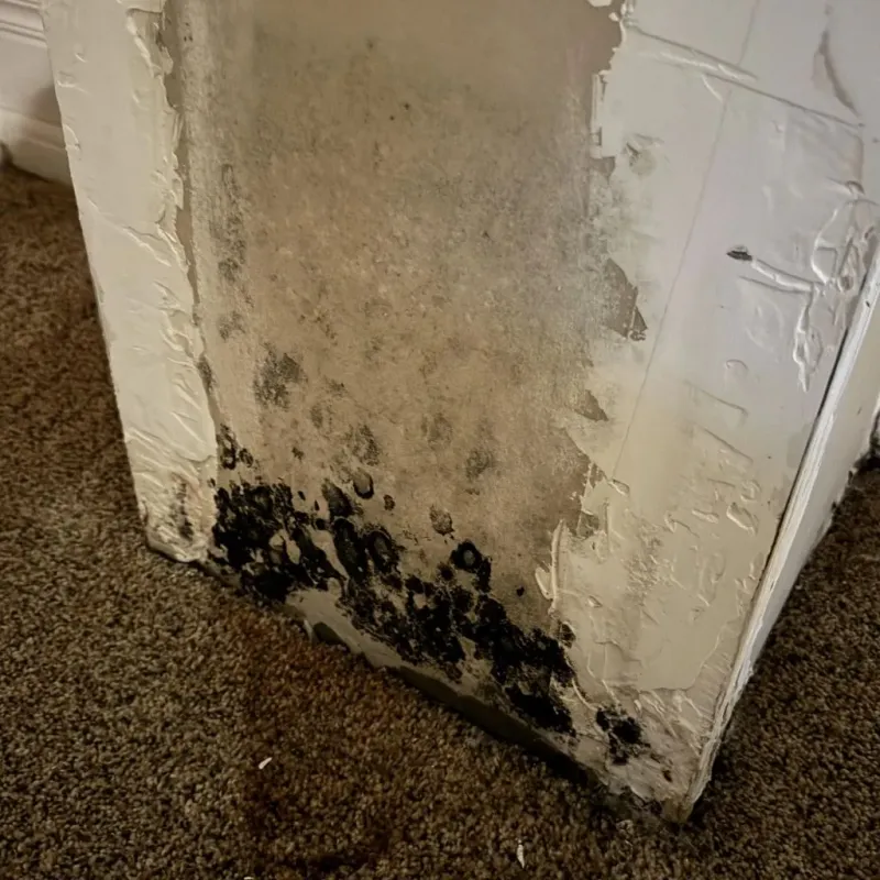 Professional Mold Removal in Madisonville, TN